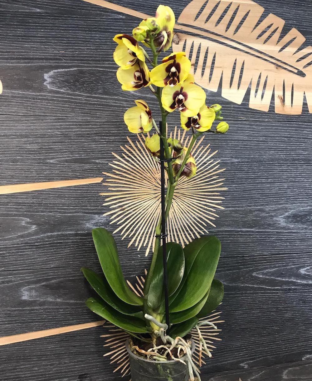 Comanda Orhidee Phalaenopsis Panda, de vanzare online, la preturi imbatabile!