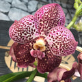 Orhidee Vanda Purple Spotty