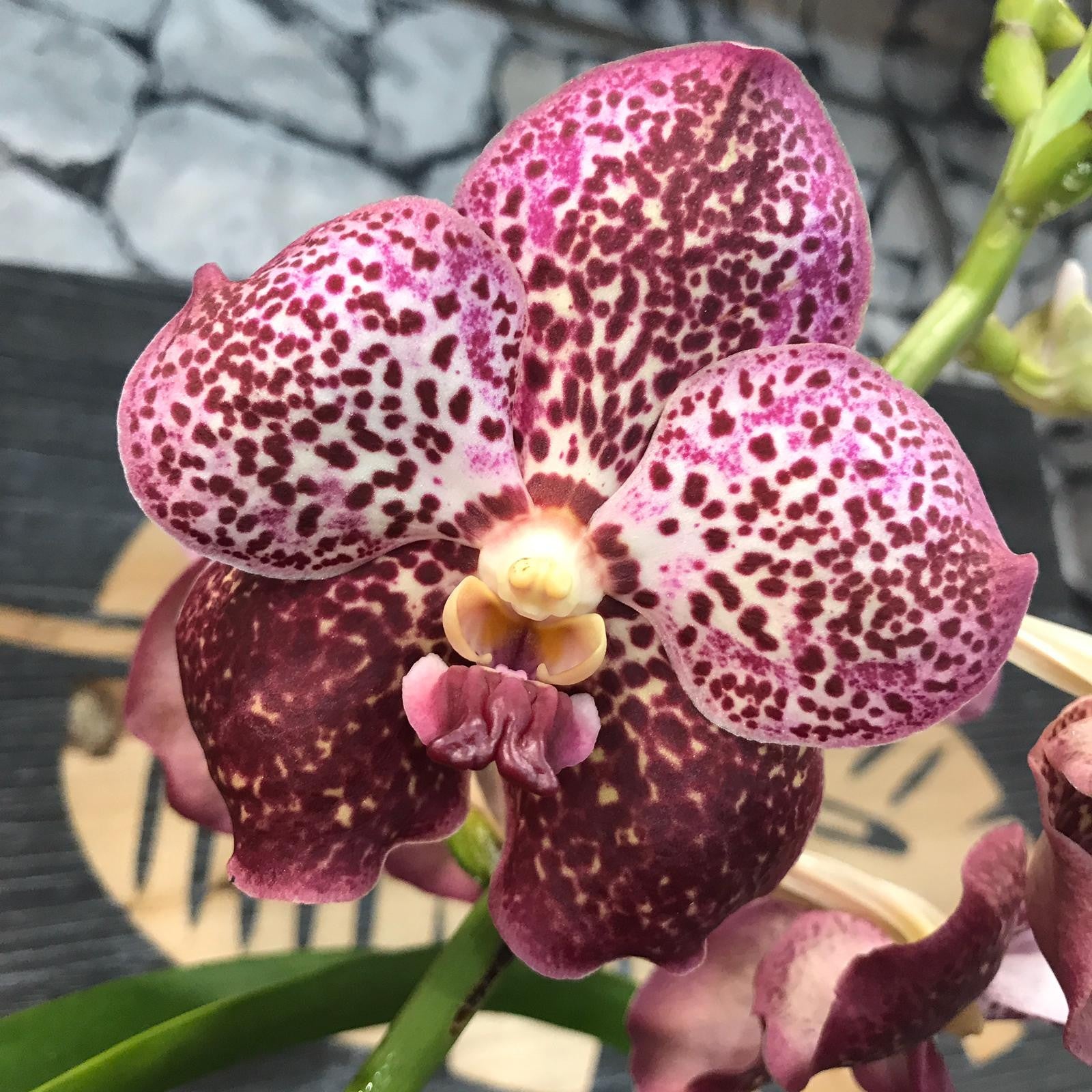 Orhidee Vanda Purple Spotty