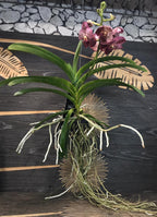 Orhidee Vanda Purple Spotty