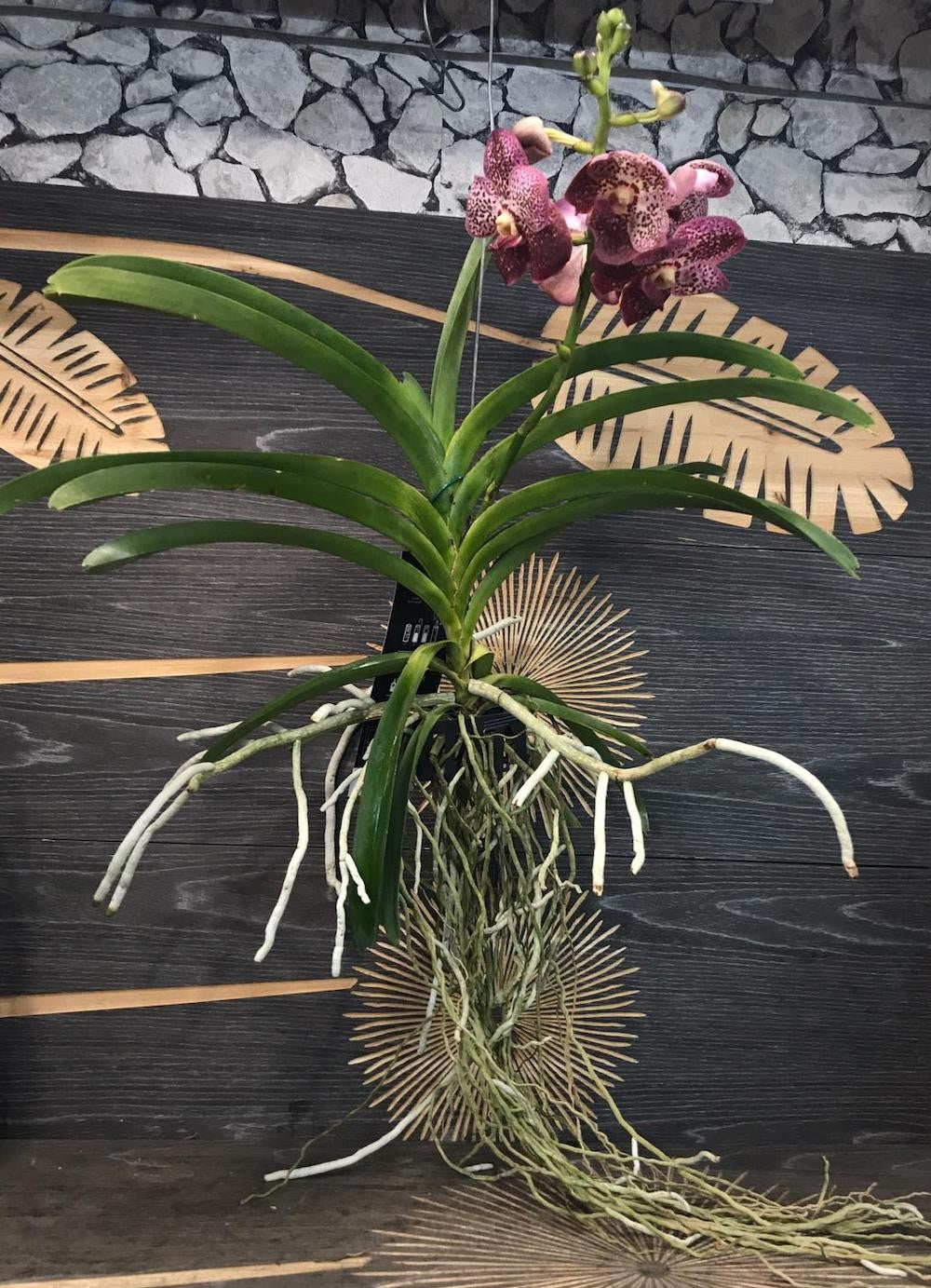 Orhidee Vanda Purple Spotty