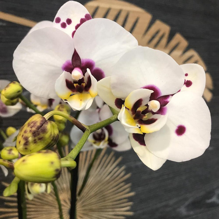 Ohidee Phalaenopsis Yu Pin Panda