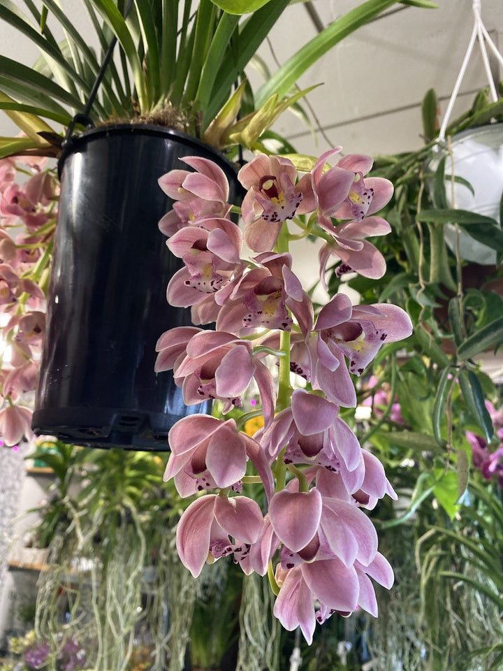 Orhidee Cymbidium curgator Sakura