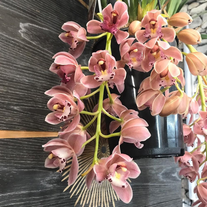 Orhidee Cymbidium curgator Sakura