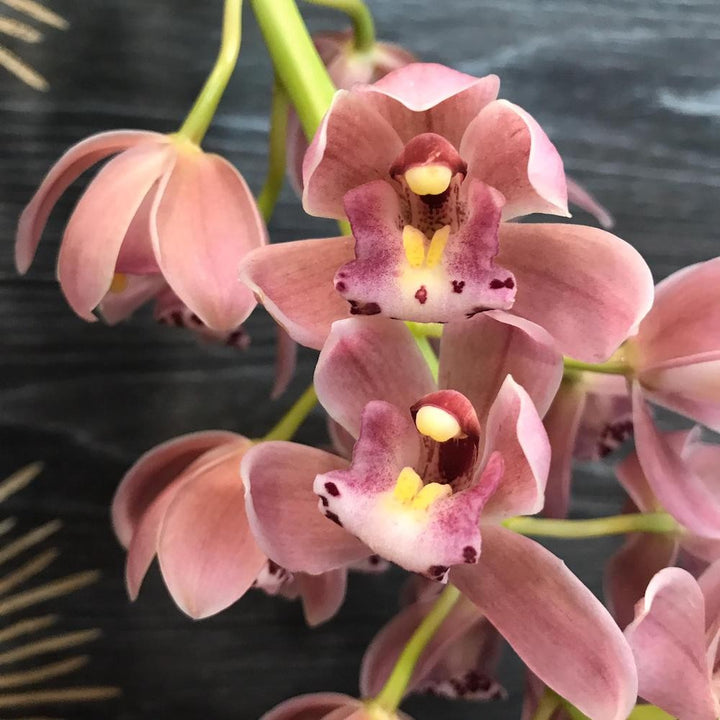 Orhidee Cymbidium curgator Sakura