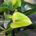 Anthurium verde Princess Alexia Jade de vanzare cel mai bun pret!