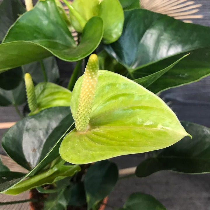 Anthurium verde Princess Alexia Jade de vanzare cel mai bun pret!