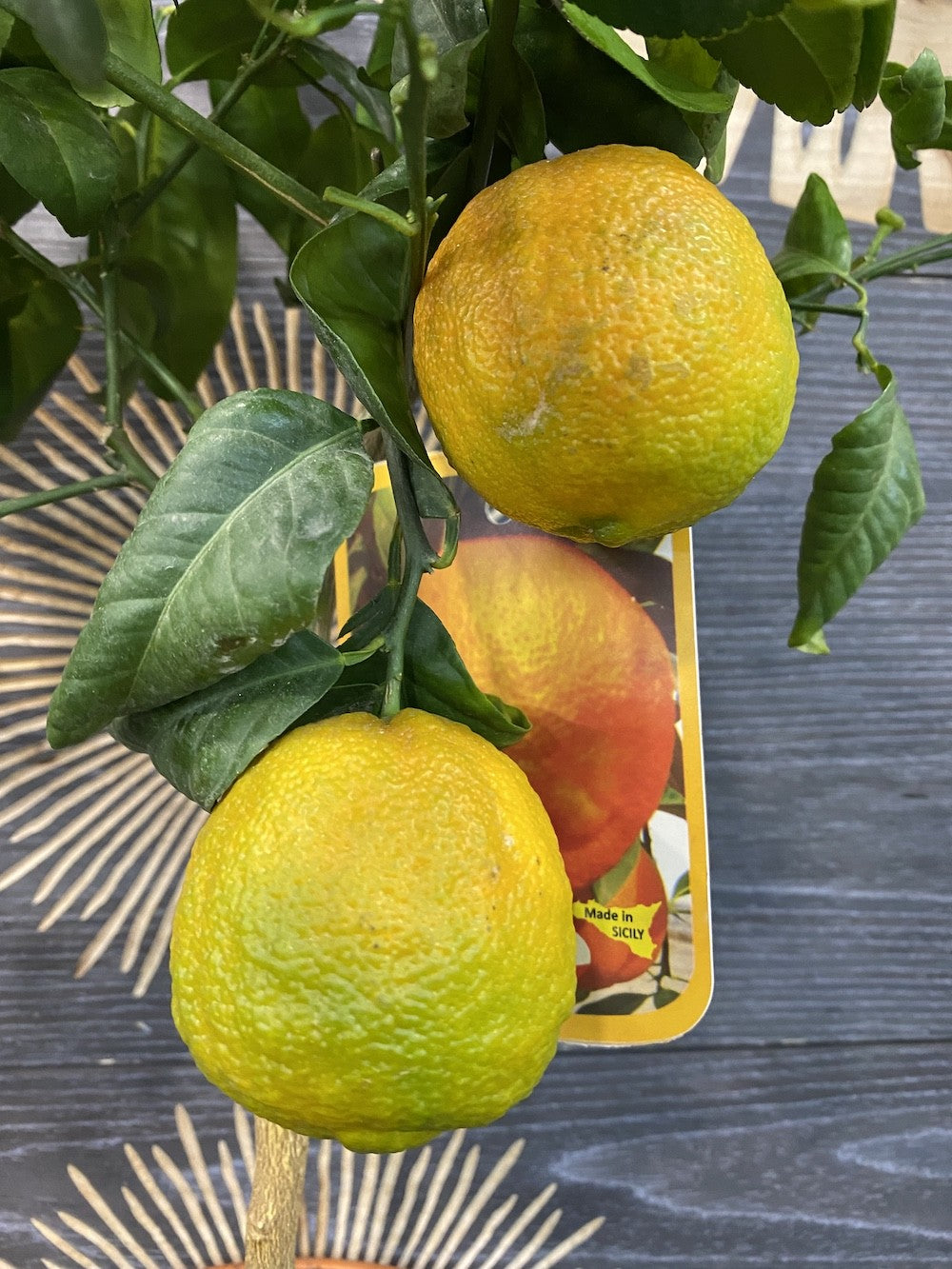 Citrus limetta rosa