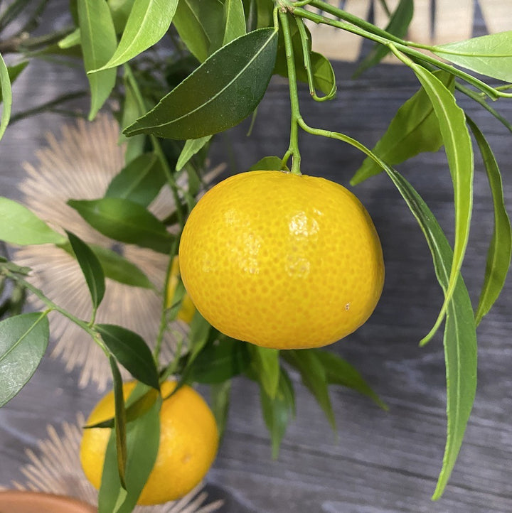 Citrus reticulata Blanco (mandarin)