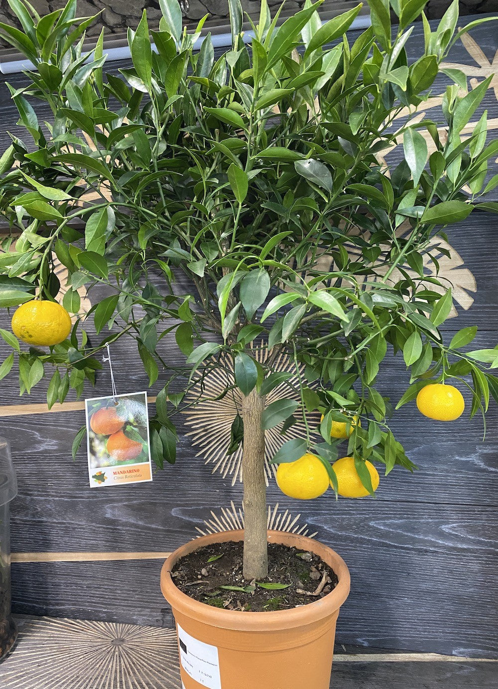 Citrus reticulata Blanco (mandarin)