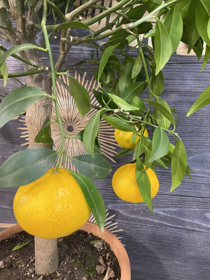 Citrus reticulata Blanco (mandarin)