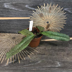 Comanda Orhidee Paphiopedilum envy green, online la un pret special!