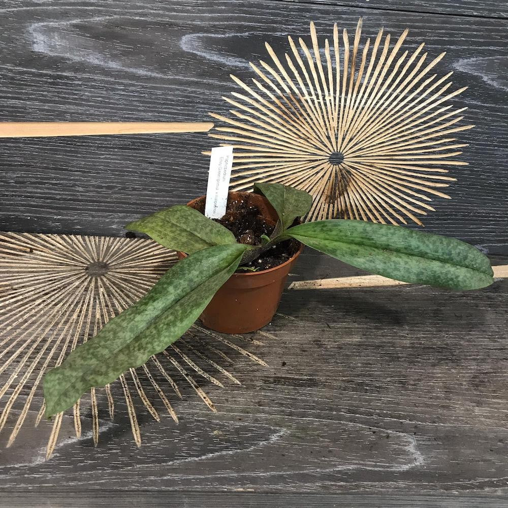 Comanda Orhidee Paphiopedilum envy green, online la un pret special!