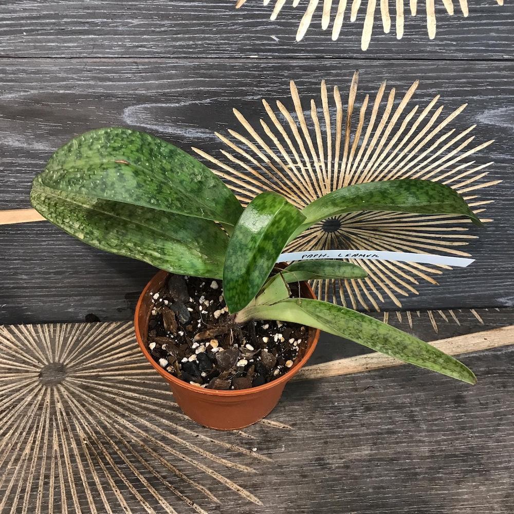 Orhidee Paphiopedilum Leanum, Papucul lui Venus, pret atractiv