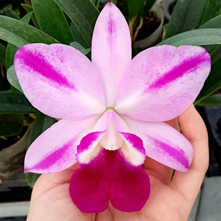 Lc. Mona Pink 'Hiromi' AM/AOS - parfumata