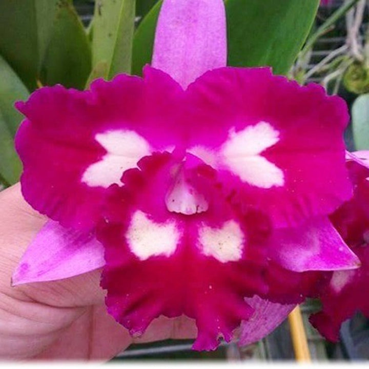 Rlc. Hsinying Mari Aoki 'Flaming'