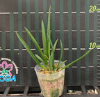 B. nodosa 'Panama Soire' AMAOS × nodosa 'Gian'