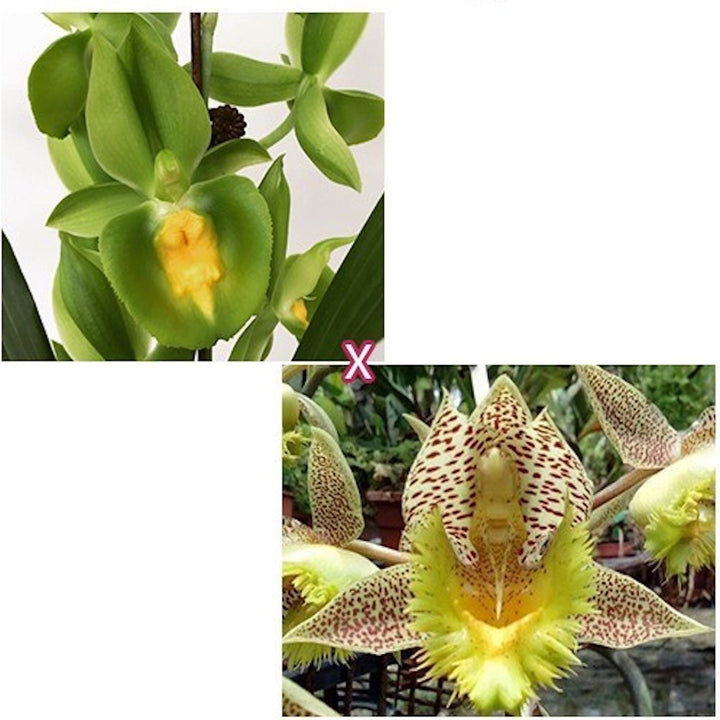 Catasetum Pileabrosum Green 'Green Bat' × fimbriatum