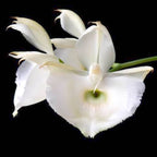 Catasetum pileatum var. alba