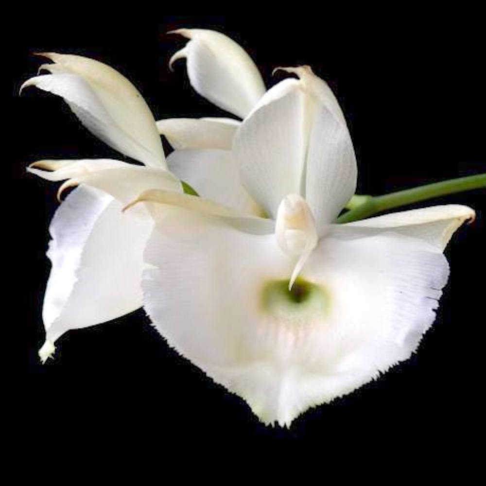 Catasetum pileatum var. alba