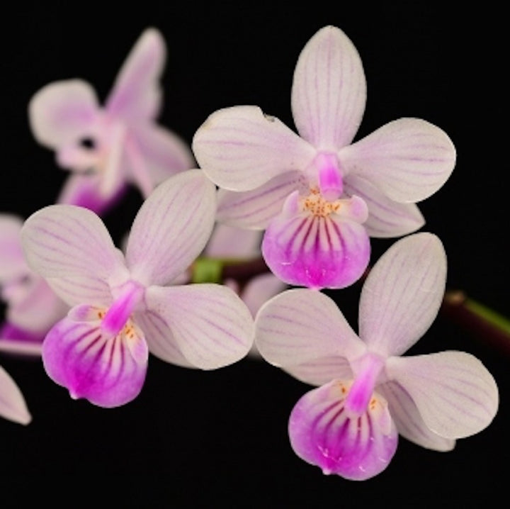 Phalaenopsis lindenii