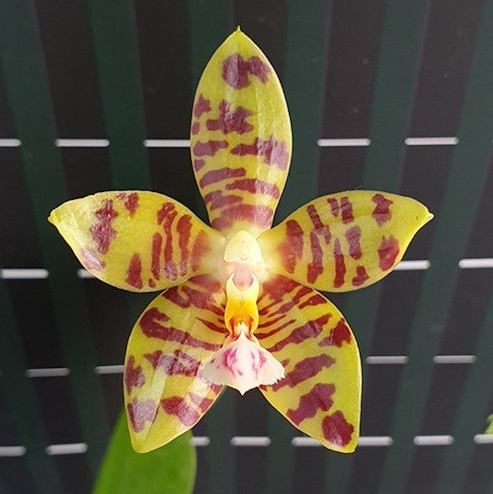 Phalaenopsis Aber Ambo 'Chartreuse'