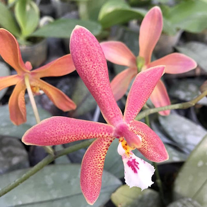 Phalaenopsis Bronze Maiden (schilleriana × mannii 'Black' )