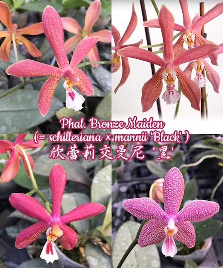 Phalaenopsis Bronze Maiden (schilleriana × mannii 'Black' )