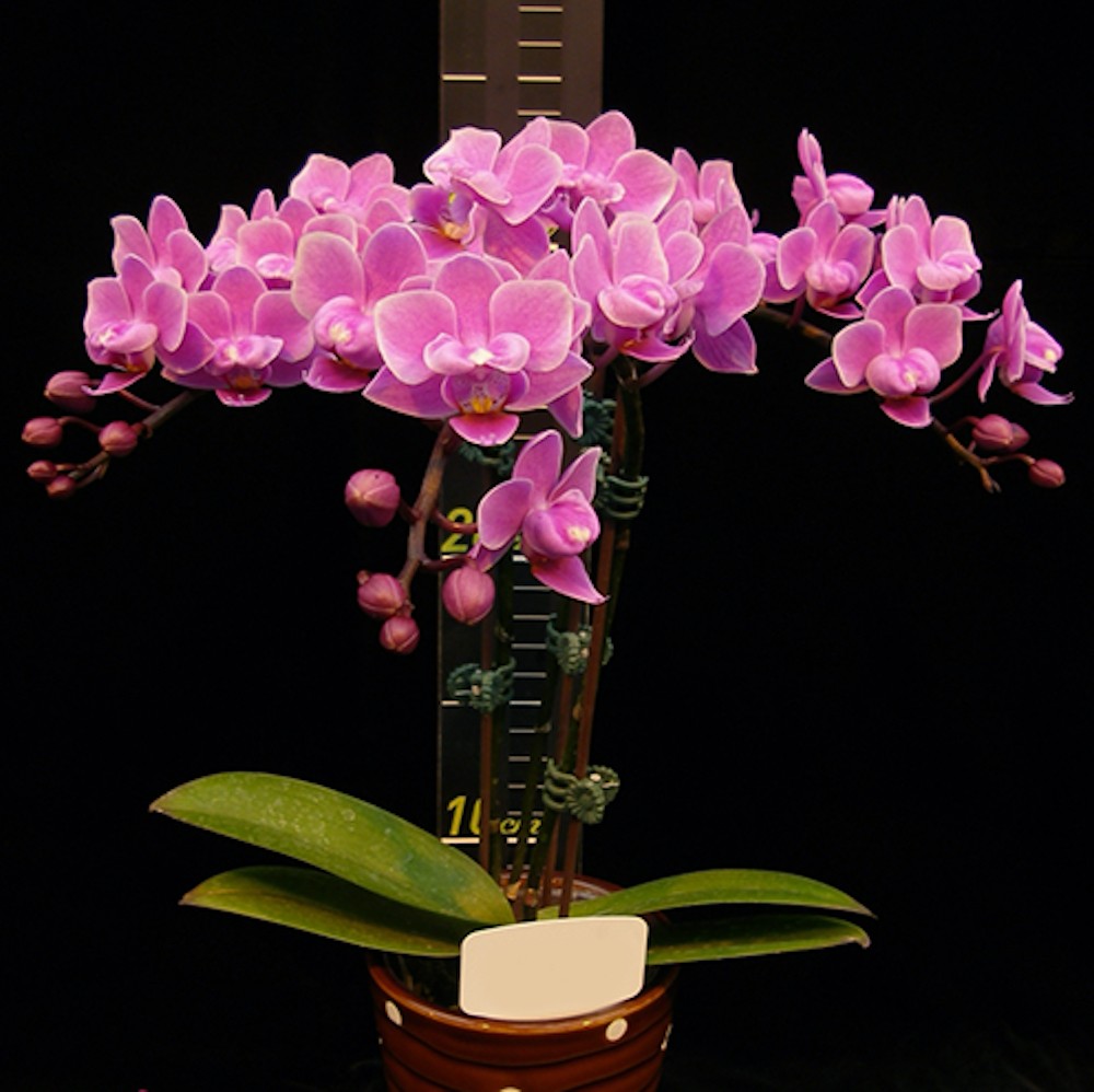 Phalaenopsis Younghome Kingxiang