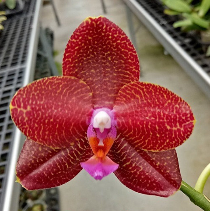 Phalaenopsis LD Sun Dragon