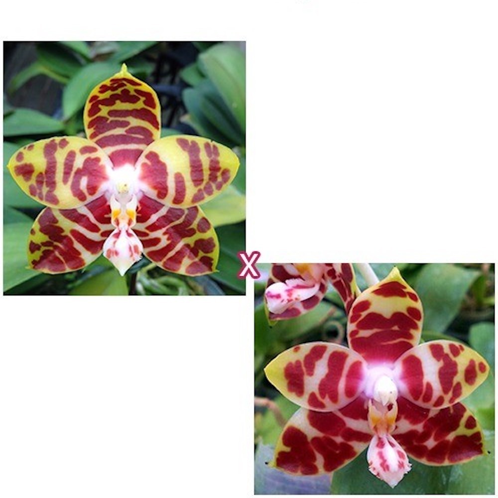 Phalaenopsis Yaphon Nicegirl × sib