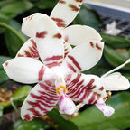 Orhidee Phalaenopsis Tetraspis x Amboinensis (parfumata)