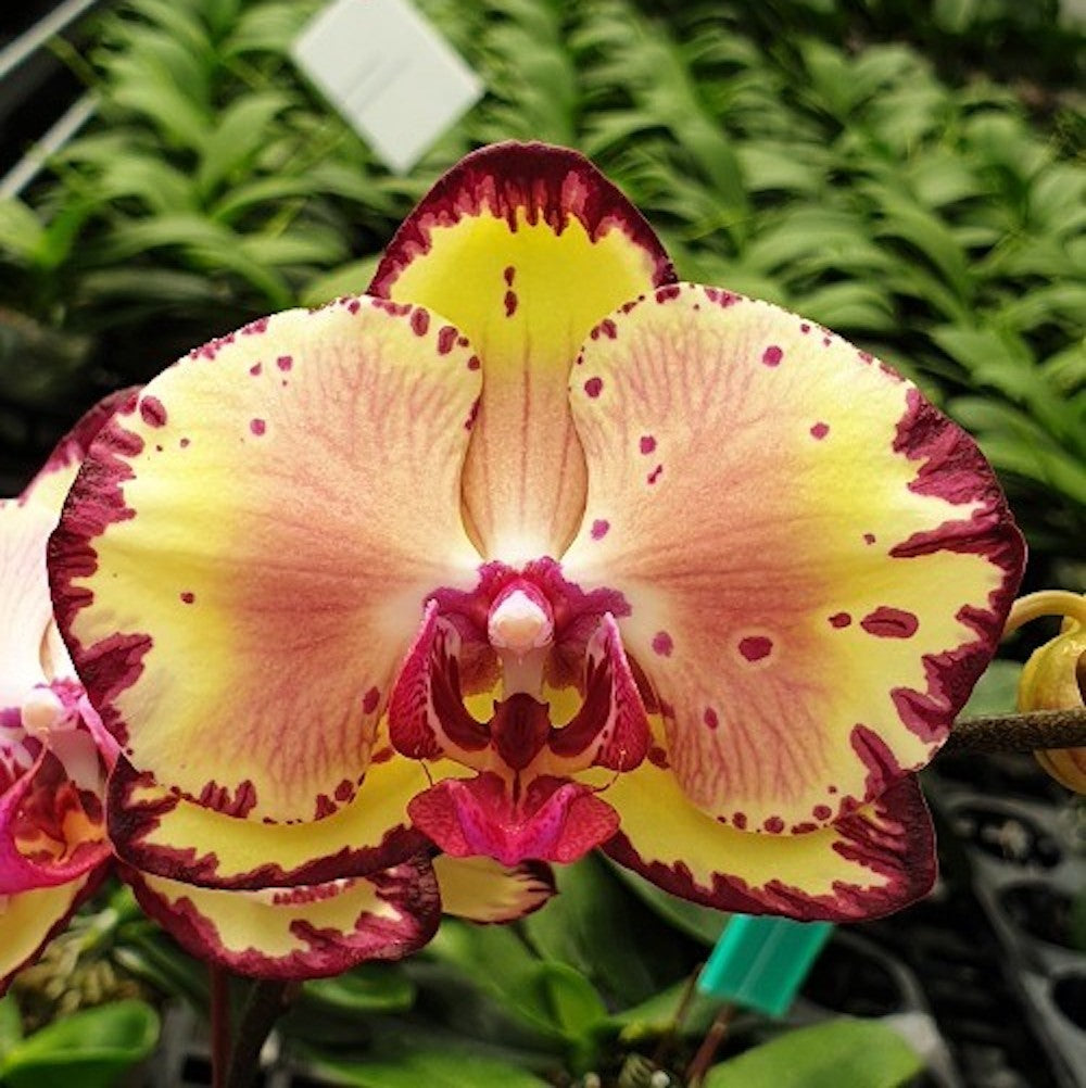 Phalaenopsis Miki Crown '16'