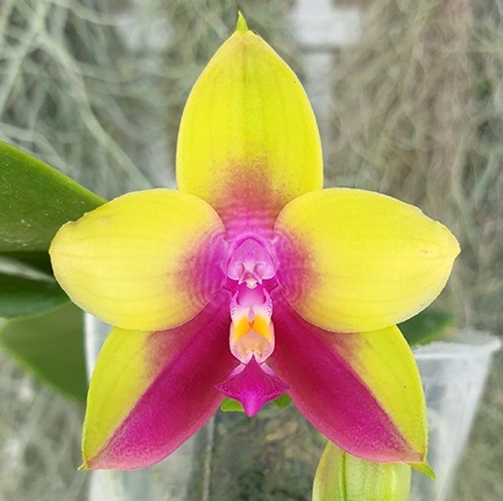 Phalaenopsis LD's Bear Queen