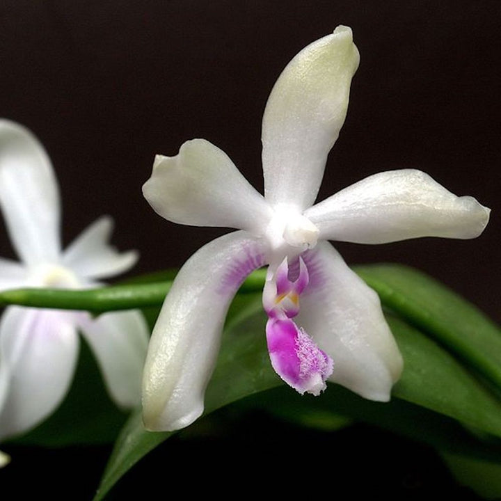 Phalaenopsis fimbriata × sib (sumantra)