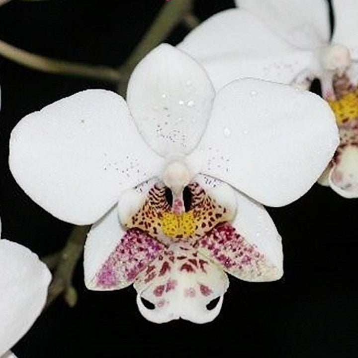 Phalaenopsis stuartiana 'tipo' × sib