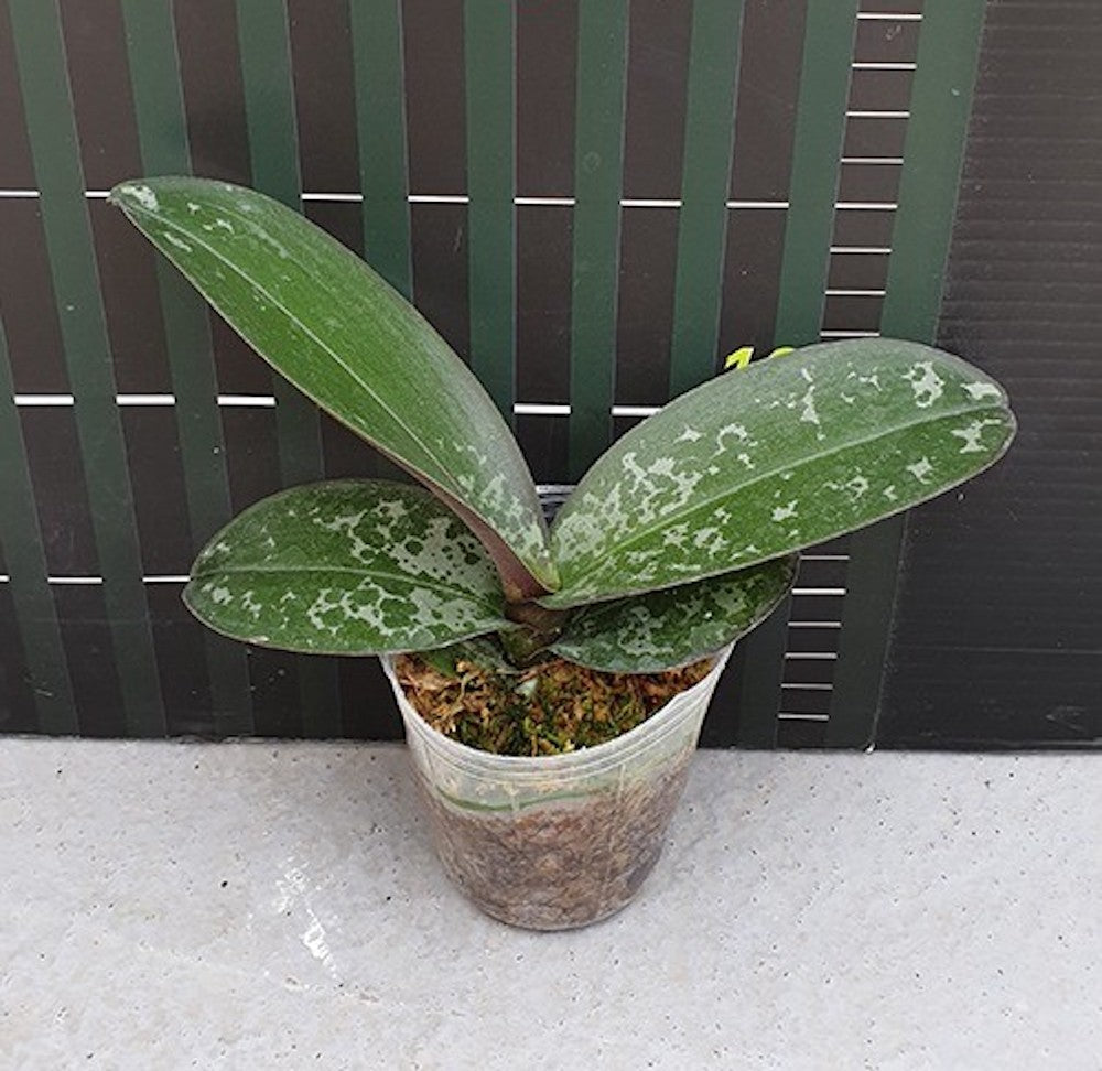 Phalaenopsis stuartiana 'tipo' × sib
