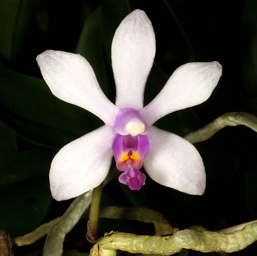 Phalaenopsis wilsonii × sib