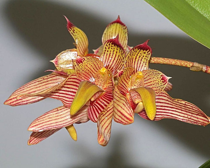 Orhidee Bulbophyllum Bicolor