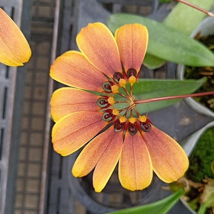 Bulbophyllum masterianum