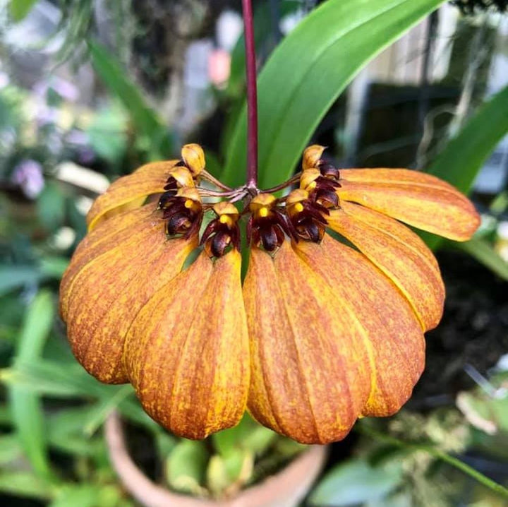 Bulbophyllum masterianum