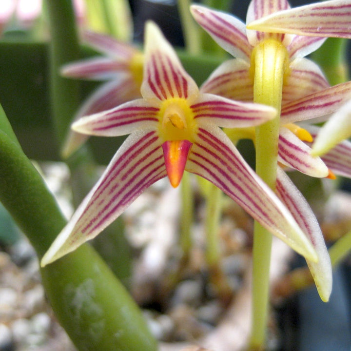 Orhidee Bulbophyllum affine