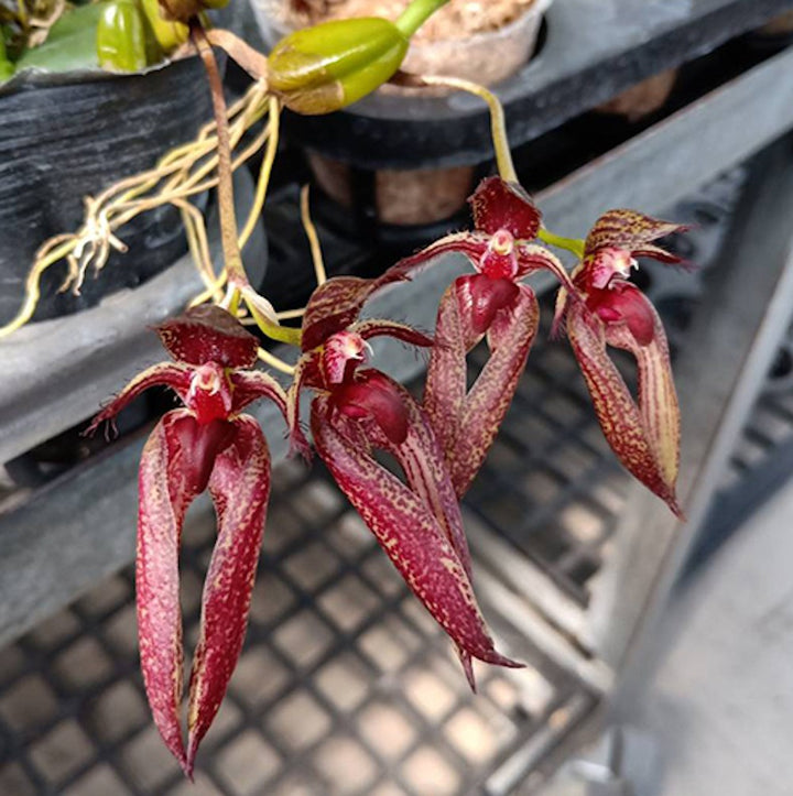 Orhidee Bulbophyllum Emily Siegerist