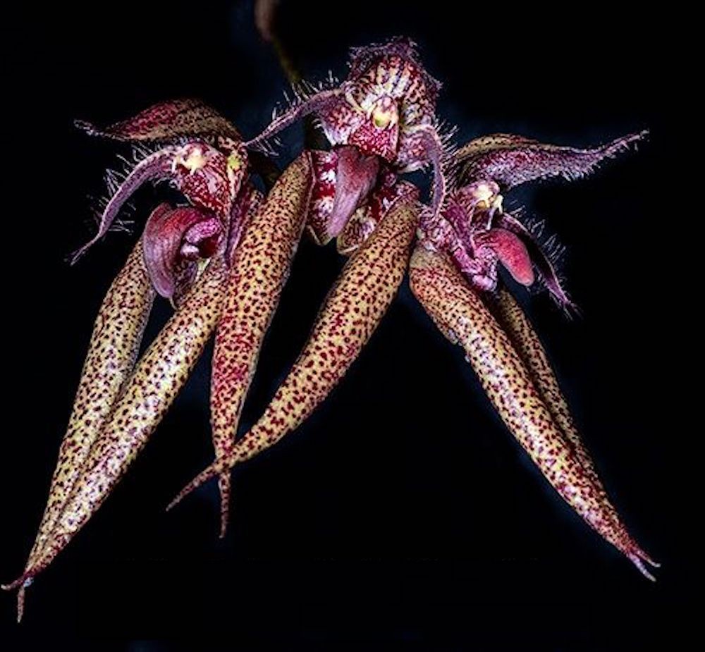 Orhidee Bulbophyllum Emily Siegerist