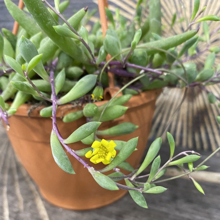 Senecio herreianus 'Purple Flush'