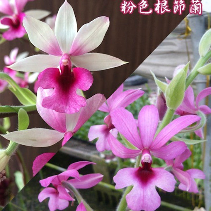 Calanthe (Rose Georgene × First Lady)