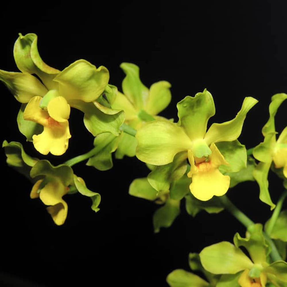 Orhidee Cyrtopodium andersonii × sib parfumat
