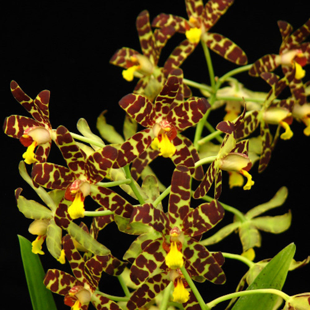 Orhidee Ansellia africana × sib