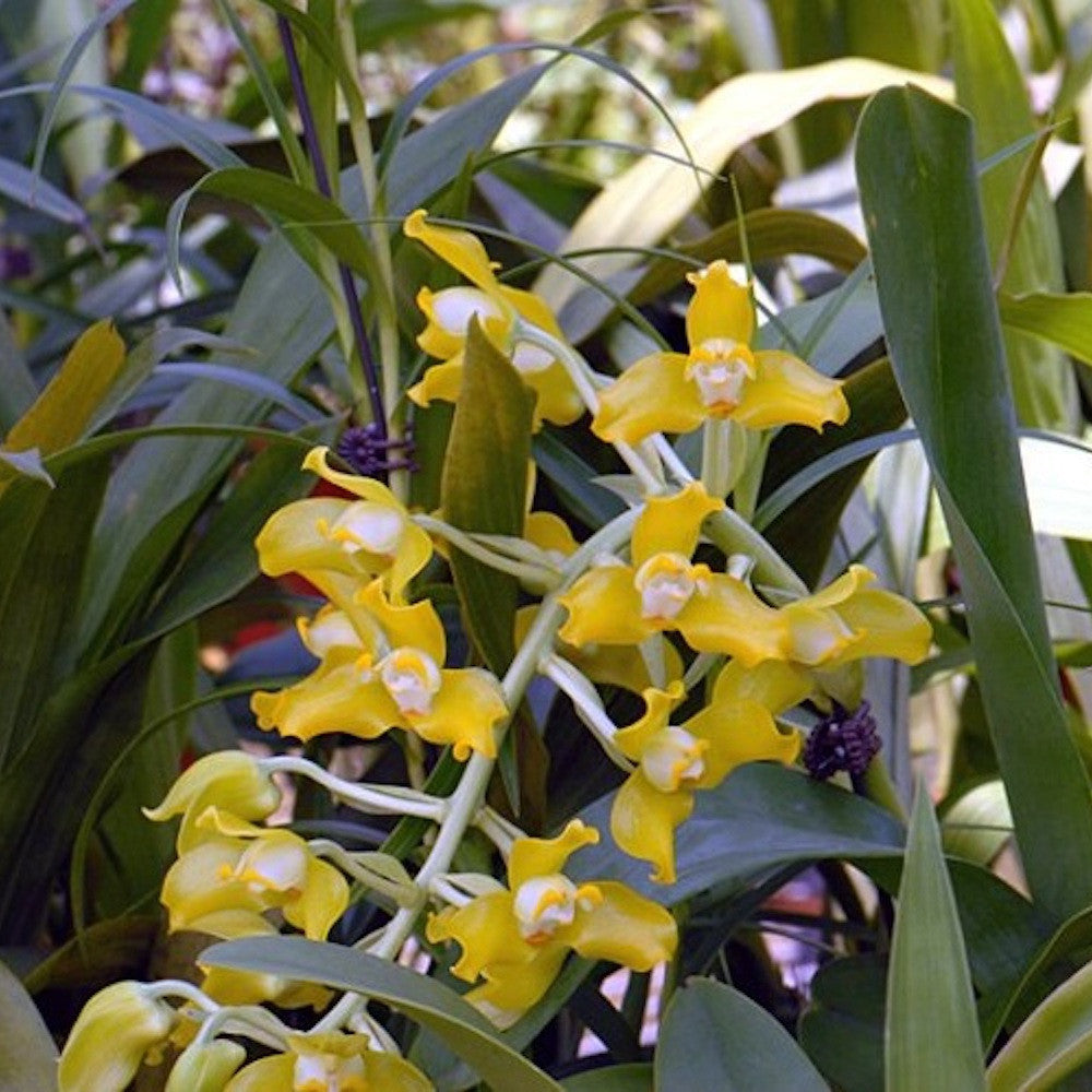 Orhidee Grammangis ellisii var. alba