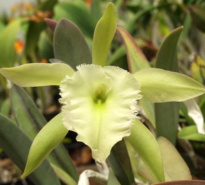 Rhyncholaelia Aristocrat (Rhy. glauca × digbyana)